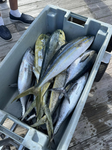 From Mahi Mahi to Billfish, we’ve got it in NC!